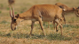 85,000 Rare Antelopes Perish in a Few Weeks — On Edge of Extinction