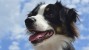 Australian Shepherd looking to the sky