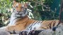 Dog Virus Poses Threat to Tigers and Lions