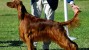 Dogs Poisoned at Dog Show