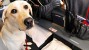 Dog on an airplane