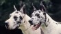 Two Great Danes