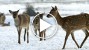 Father and Son Rescue Stranded Deer