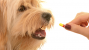 FDA Warns Popular Topical Pain Medication Toxic to Pets