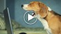 January 2015’s Top 5 Pet Videos