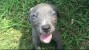 Behind the Scenes: The Rescue of Jax, the Kidnapped Puppy