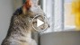 Kitten Sees Snow For The First Time, Adorableness Ensues
