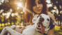 New Legislation Will Protect Pets Involved in Domestic Violence