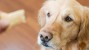 Dog waiting for treat