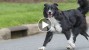 Border Collie running in the street