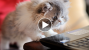 This Week’s Top 7 Cutest (and Strangest) Viral Pet Videos