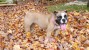 Bulldog in the leaves