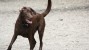 brown lab ready for rally training