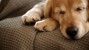 Golden Retriever Sleeping on Couch