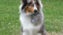 Shetland Sheepdog in backyard 