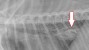 X-ray of a dog