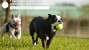 5 Ways to Reduce Pet Stress During Back-to-School Time 