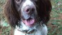 Springer spaniel in the yard