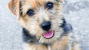 Norfolk Terrier