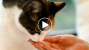 Watch These Cats Learning Sign Language