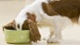 What's Really in Your Pet's Food? New Study Raises Concerns.