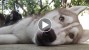 Senior Siberian Husky lying on the ground