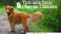 Spring-Time Pet Hazards #1