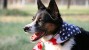 10 Pet Prep Tips for Memorial Day Weekend