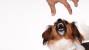 10 Questions to Help You Avoid Dog Bites