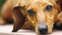 5 Dog Diseases Vets Don’t Think You Know, But Should