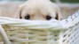 Dog in Basket