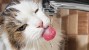 7 Ways to Encourage Your Cat to Drink More Water