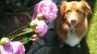 valentine's day pets