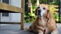Senior Dog with Leash