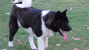 akita