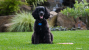 American Water Spaniel