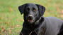 Labrador with anal gland cancer can be helped with surgery