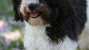 The Havanese