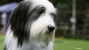 Bearded Collie