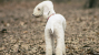 The Bedlington Terrier