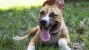 The Benefits of The Tired Dog