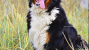 Bernese Mountain Dog