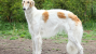 Borzoi Dog Breed