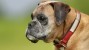 Boxer Cardiomyopathy (AVCP): A Threat to the Boxer Breed