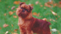 Brussels Griffon