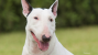 The Bull Terrier