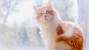 Caring for a Senior Cat: 7 Healthy Habits