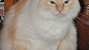 Inflammatory Bowel Disease in Cats