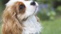 The Cavalier King Charles Spaniel