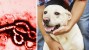 CDC Releases Information about Ebola and Pets